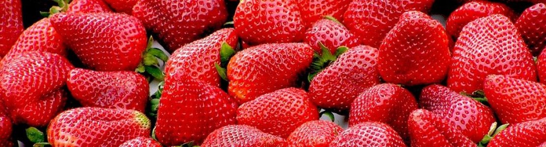 Hvornår planter man jordbær?