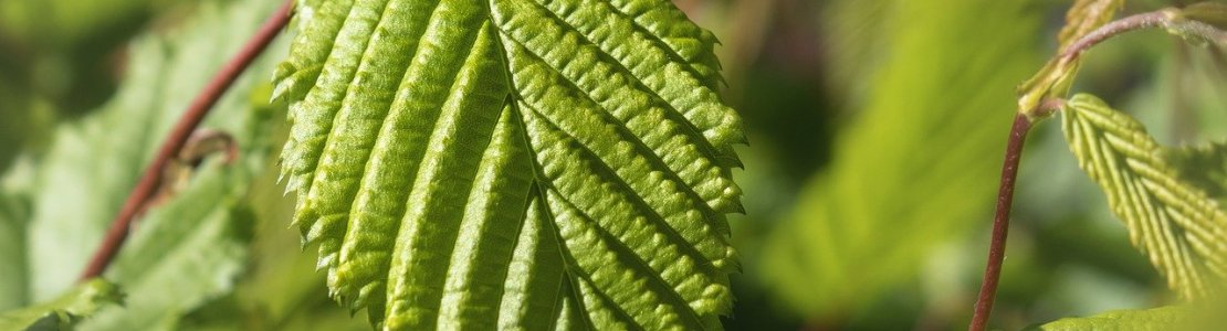 Hvornår planter man bøgehæk? Her er det bedst at plante