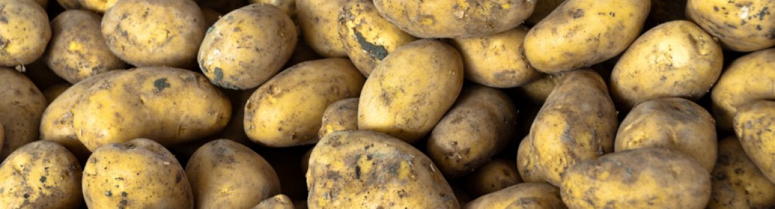 Hvornår Planter Kartofler? - vimedhave.dk