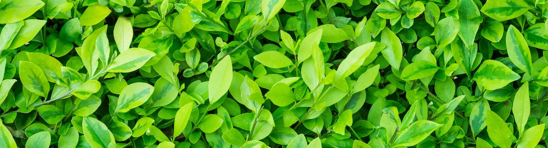 Planter Ligusterhæk? » Efterår Eller Forår - vimedhave.dk