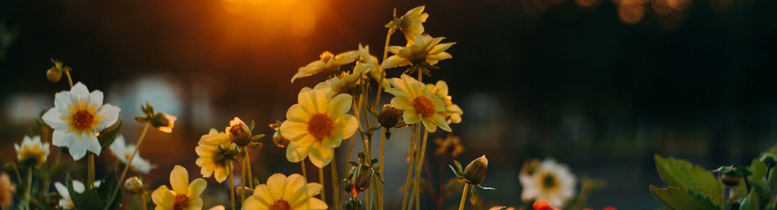 Hvornår skal man vande blomster? 