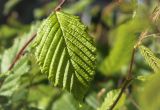 Hvornår planter man bøgehæk? Her er det bedst at plante