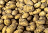 Hvornår planter man kartofler? 