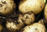 Hvordan planter man kartofler?